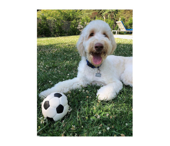 Lanco Pets - Hračka pro psy - Fotbalový míč midi