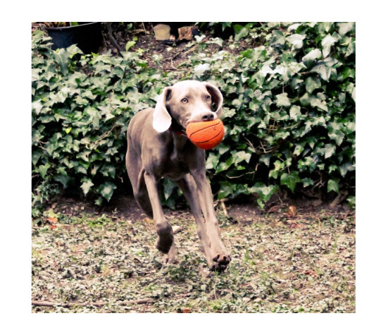 Lanco Pets - Hračka pro psy - Basketbalový míč