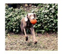 Lanco Pets - Hračka pro psy - Basketbalový míč
