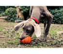 Lanco Pets - Hračka pro psy - Basketbalový míč Lanco Pets - Hračka pro psy - Basketbalový míč