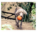 Lanco Pets - Hračka pro psy - Basketbalový míč Lanco Pets - Hračka pro psy - Basketbalový míč