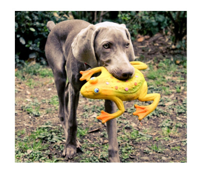 Lanco Pets - Hračka pro psy - Aportovací hračka žába velká