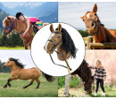 Hobby Horse Plus Milly Mally brown